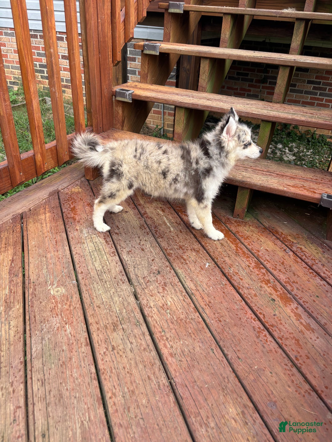 Pomsky dogs for sale: Jade - Ad 6