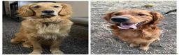 Golden Retriever dogs for sale: Black - Ad 4