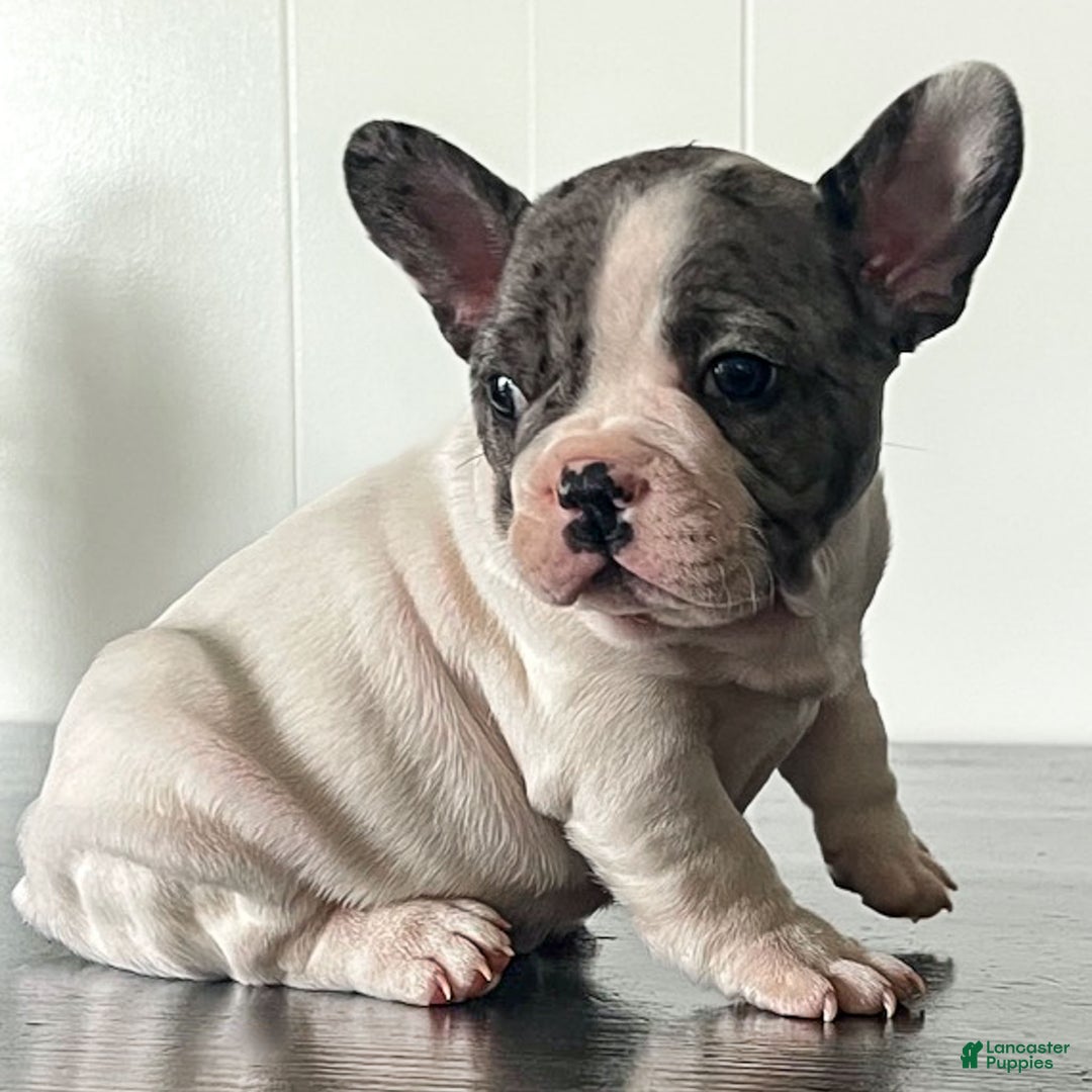 French Bulldog dogs for sale: Omar - Ad 5