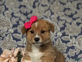 Welsh Corgi Pembroke dogs for sale: Maxie AKC Registered - Ad 4