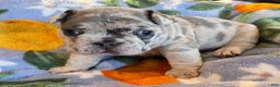 French Bulldog dogs for sale: French Bulldog Puppy 3 - Ad 3