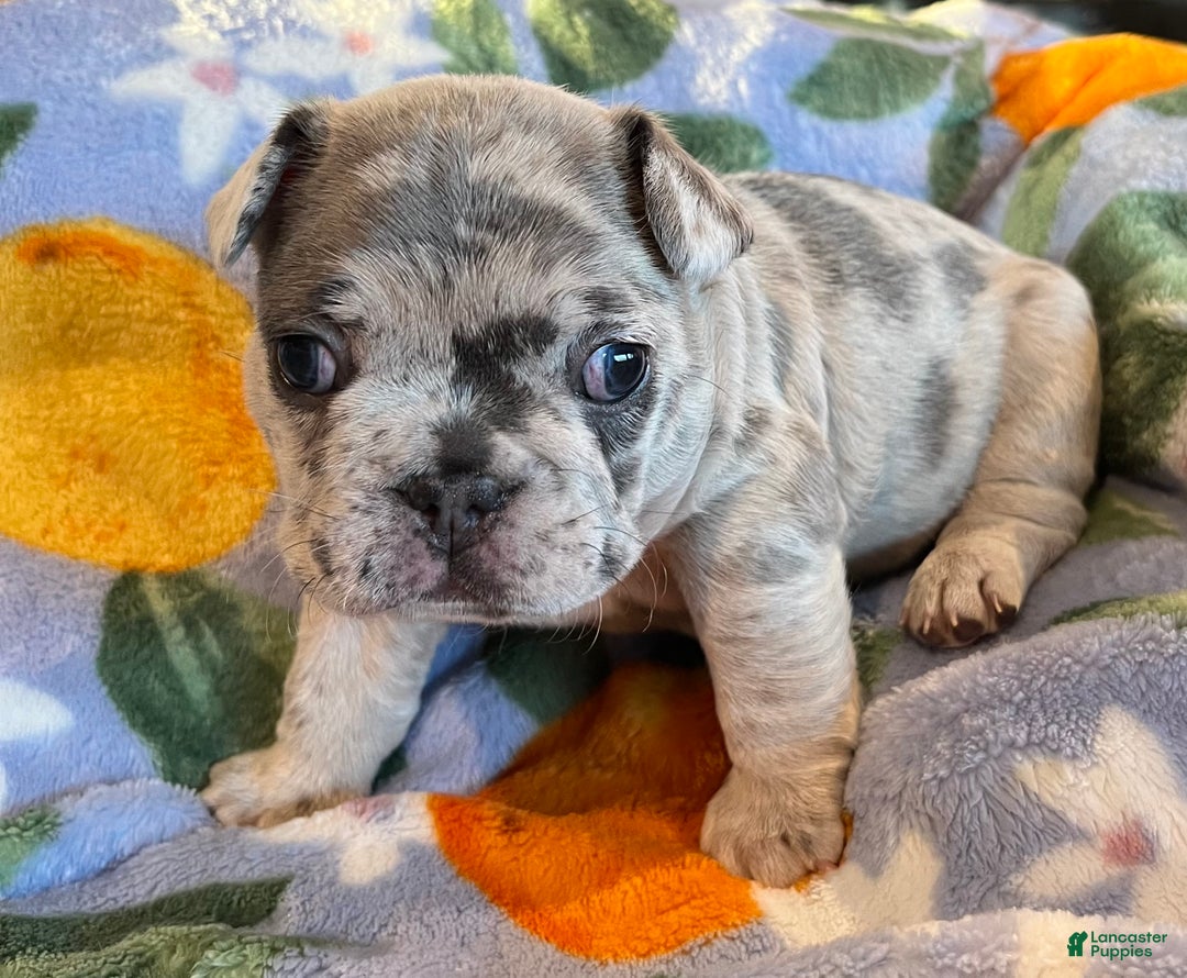 French Bulldog dogs for sale: French Bulldog Puppy 3 - Ad 3