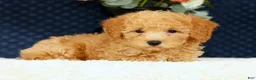 Bichpoo dogs for sale: Evan - Ad 5