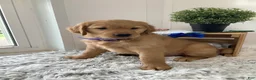 Golden Retriever dogs for sale: Golden Retriever -  Beetle  - Ad 2