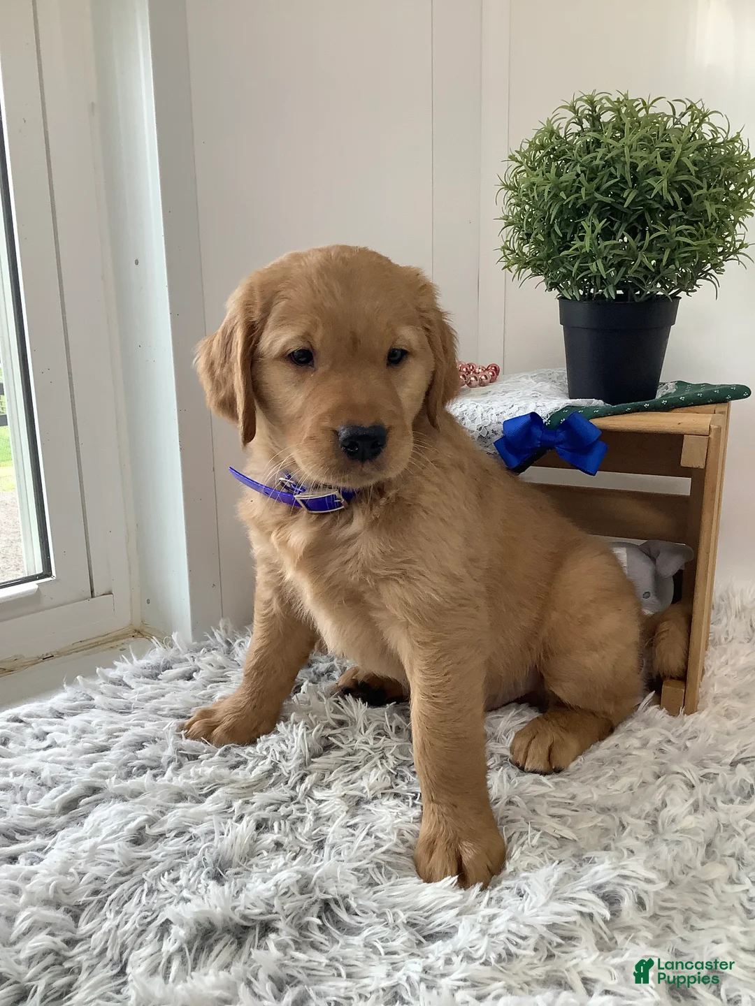 Golden Retriever dogs for sale: Golden Retriever -  Beetle  - Ad 2