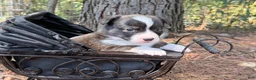 Mixed Breed dogs for sale: Red collar Boy - Ad 17