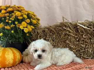 Teddy Bear dogs Candy - Ad 15