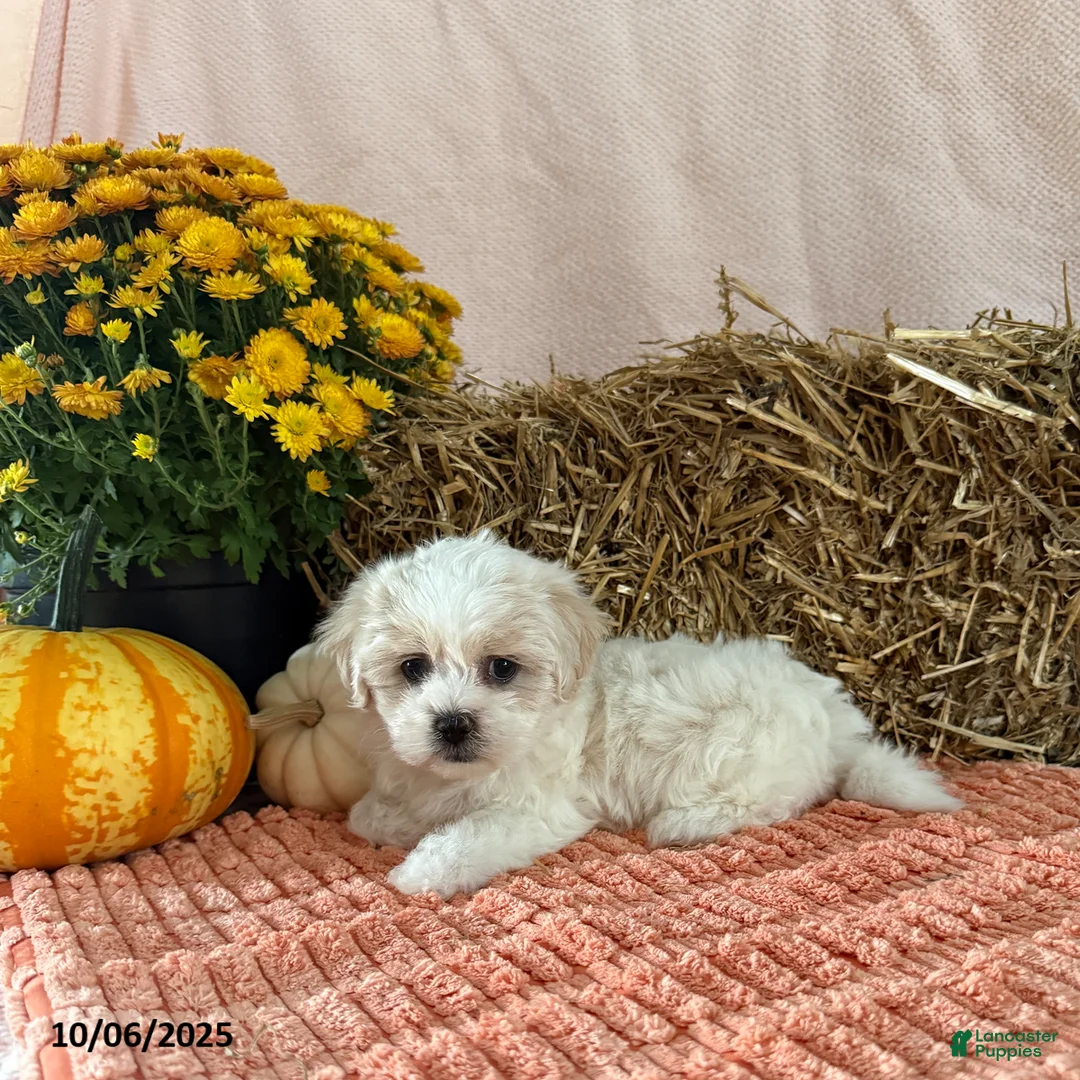 Teddy Bear dogs for sale: Candy - Ad 4