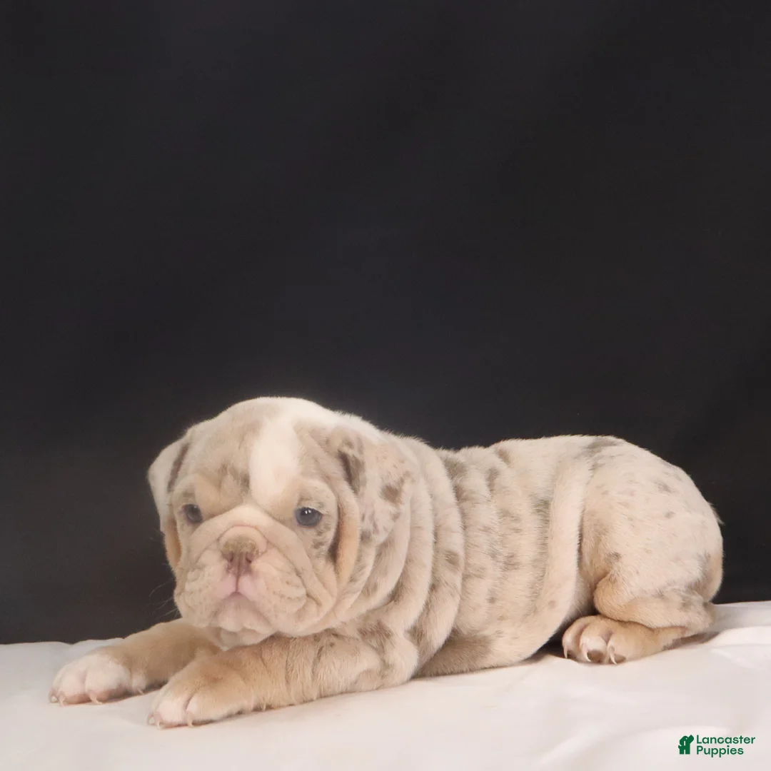 English Bulldog dogs for sale: Tanya - Ad 13