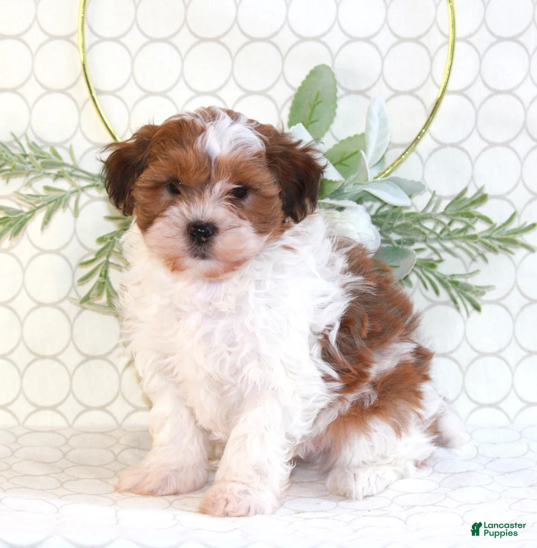 Shihpoo dogs for sale: Ryder - Ad 4