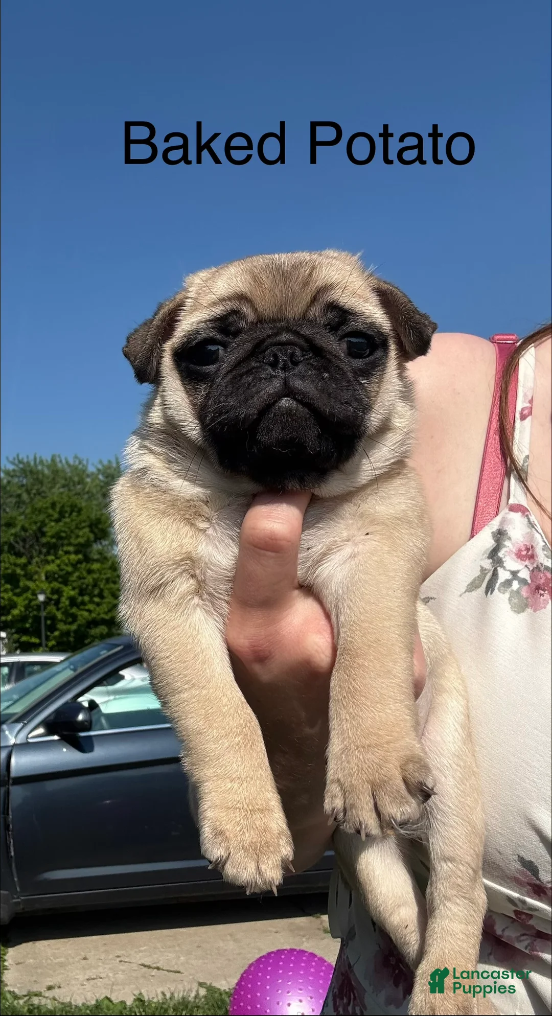 Pug dogs for sale: Baked Potato - Ad 2