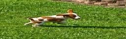 Brittany Spaniel dogs for sale: Teela - Ad 5