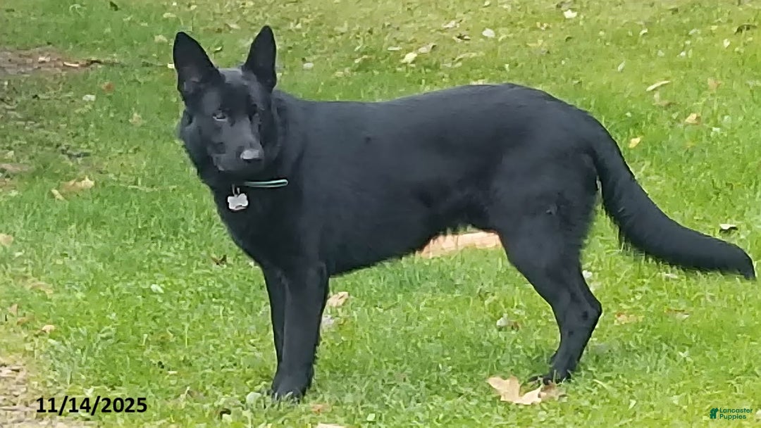 German Shepherd dogs for sale: James Bond - Ad 9