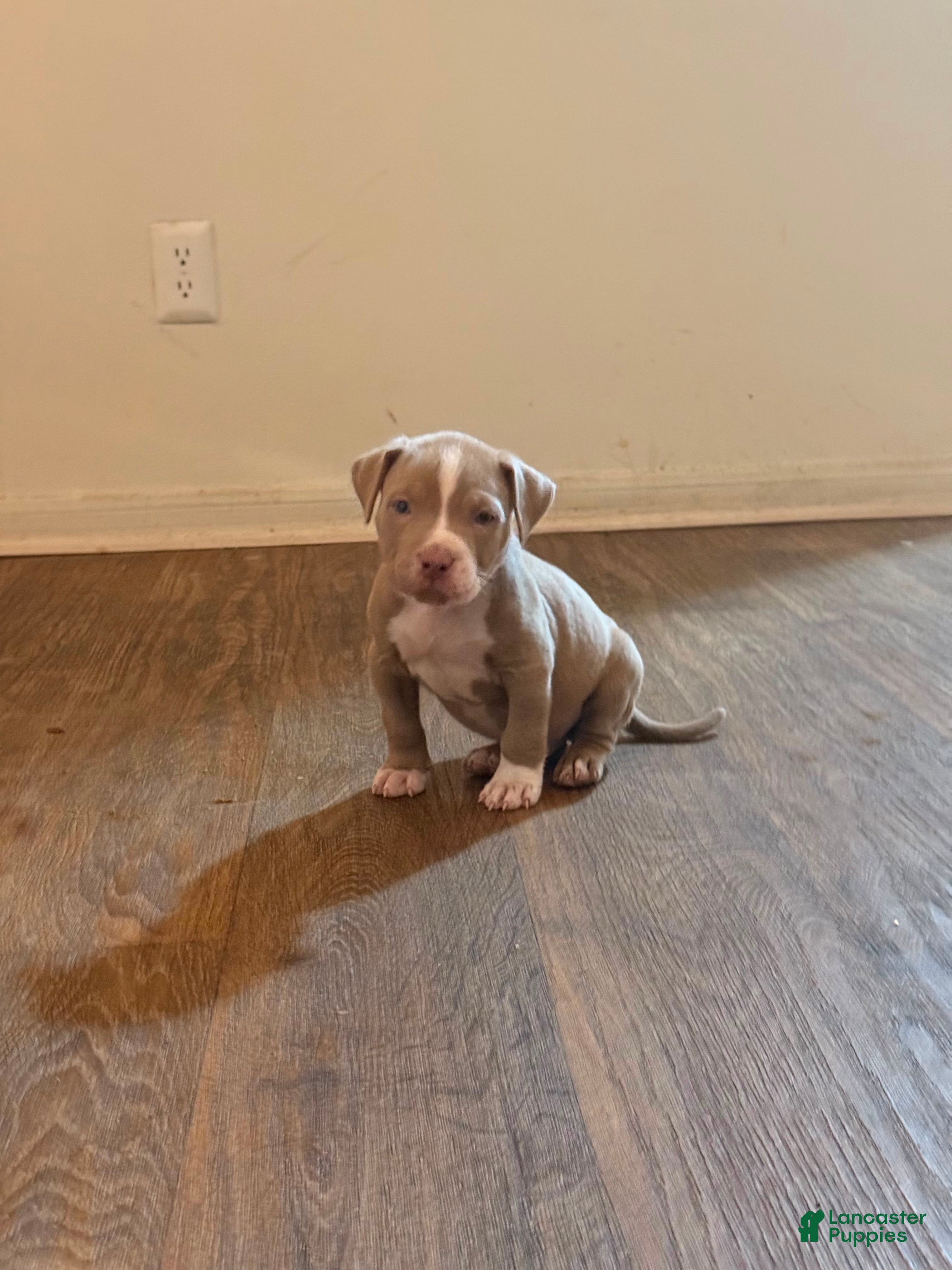 American Bully dogs American Bully 3 - Ad 1
