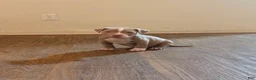 American Bully dogs for sale: American Bully 3 - Ad 1