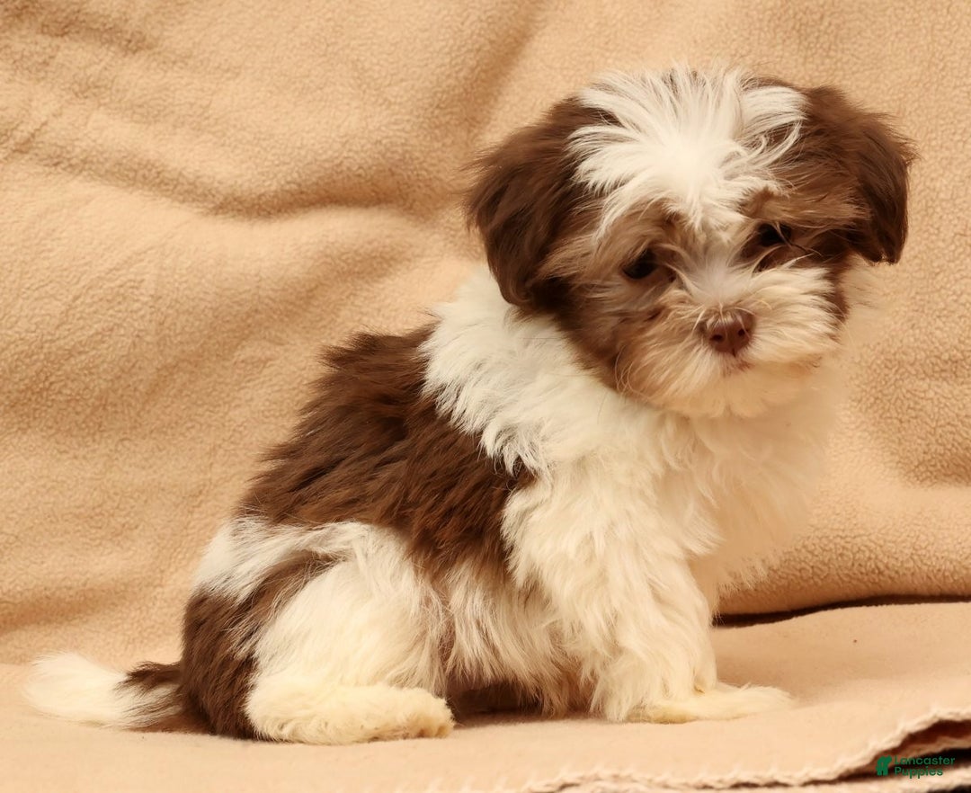 Havanese dogs for sale: BJ - Ad 7