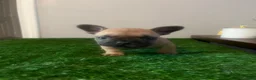 French Bulldog dogs for sale: French Bulldog 1 - Ad 3