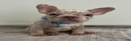 French Bulldog dogs for sale: Misty - Ad 3