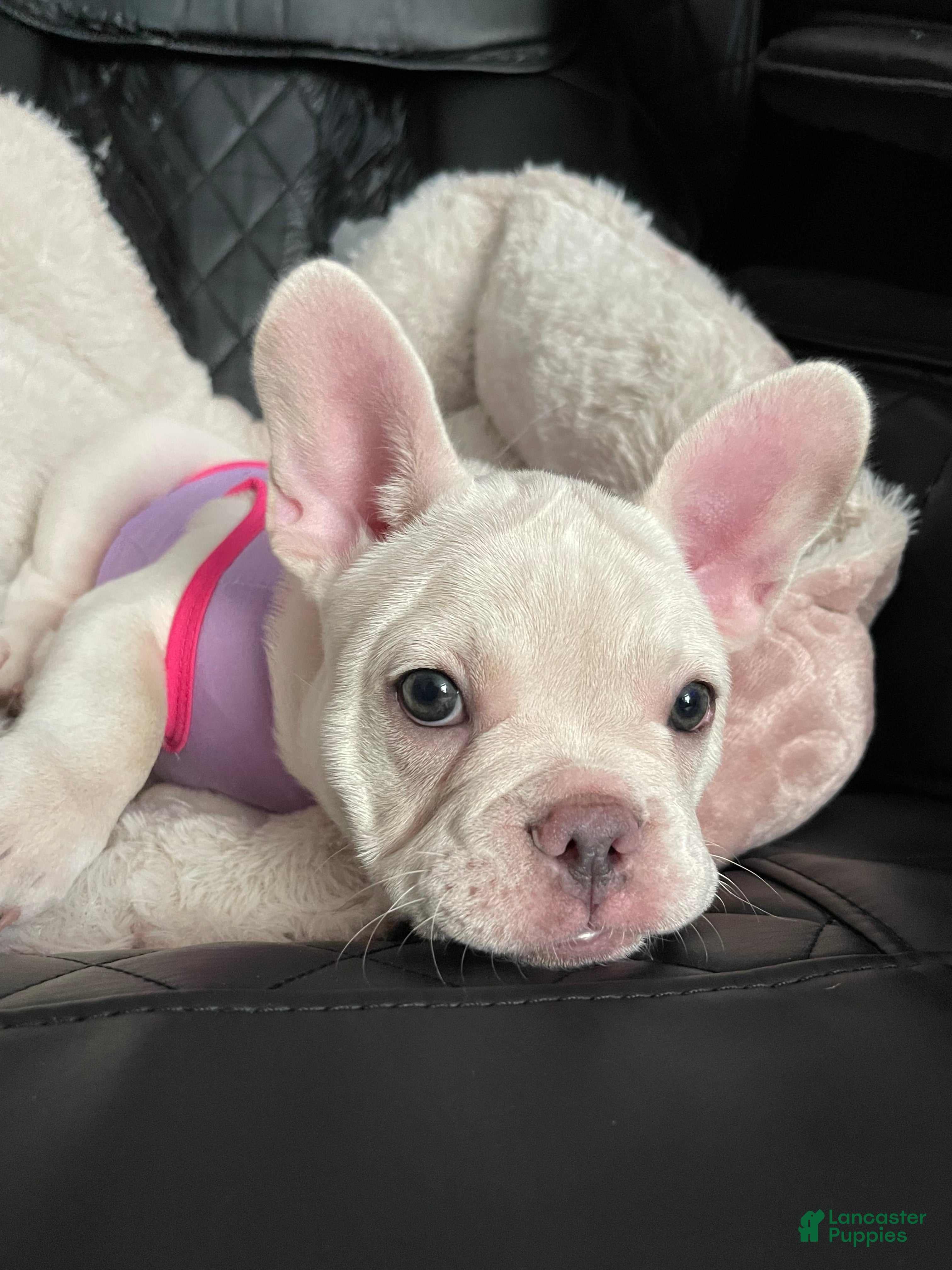 French Bulldog dogs Snowcake - Ad 1