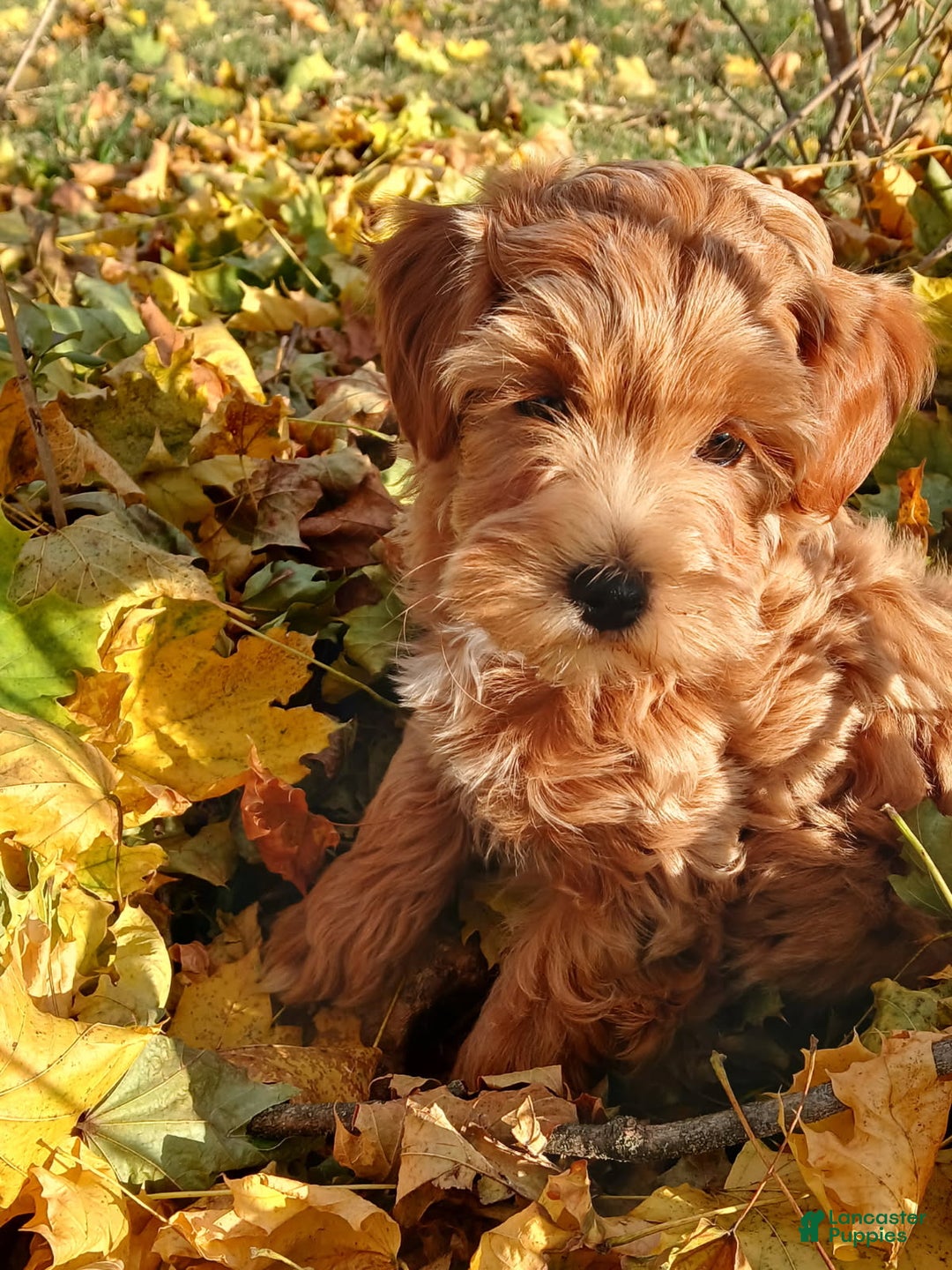 Havapoo dogs for sale: Kira - Ad 1