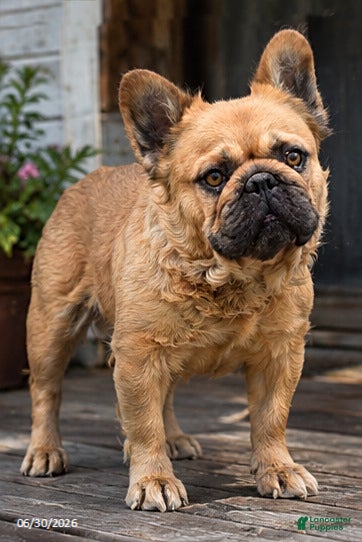 French Bulldog dogs Ruby - Ad 3