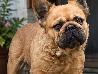French Bulldog dogs Ruby - Ad 3