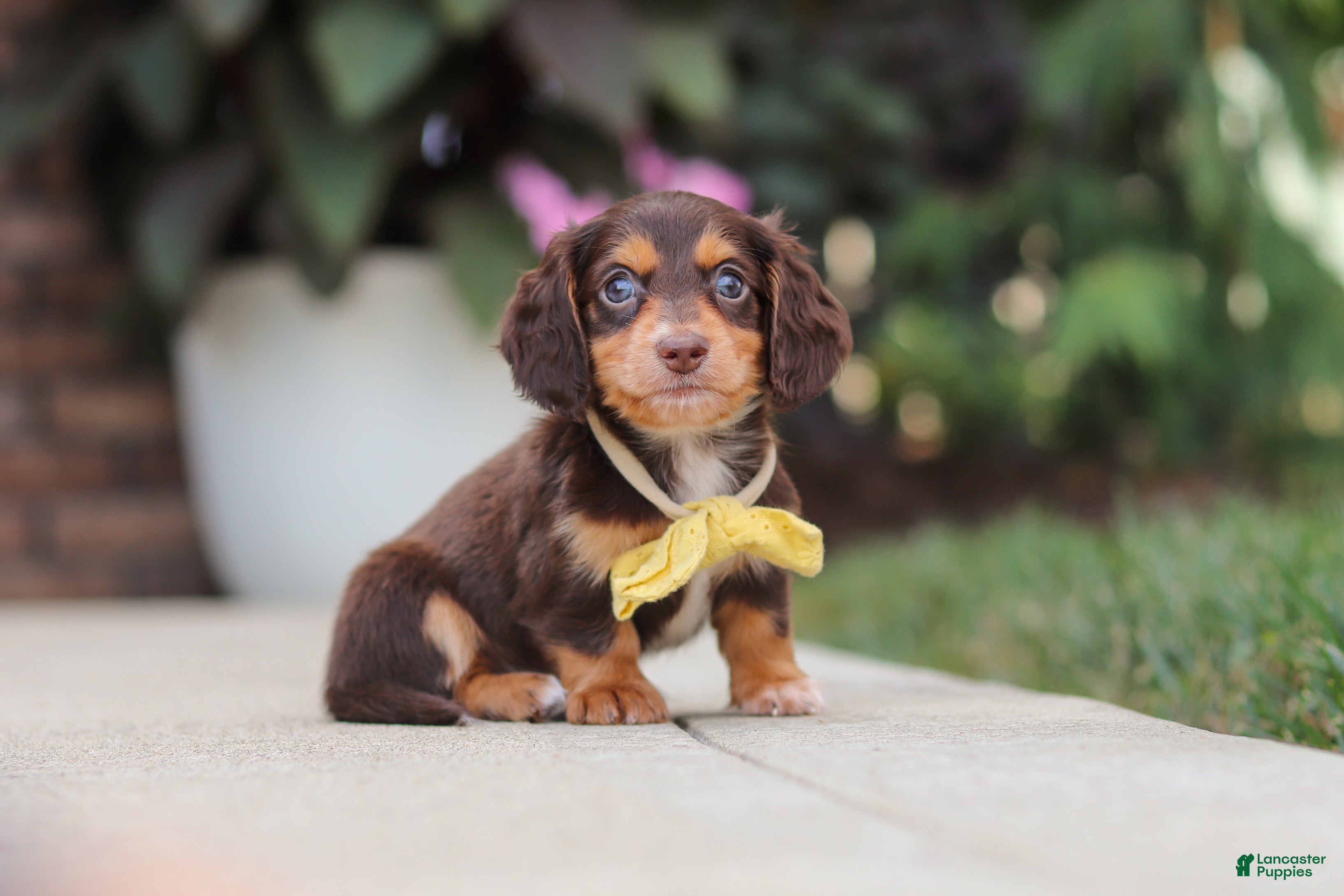 Miniature Dachshund dogs Grover - Ad 1