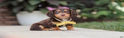 Miniature Dachshund dogs for sale: Grover - Ad 1