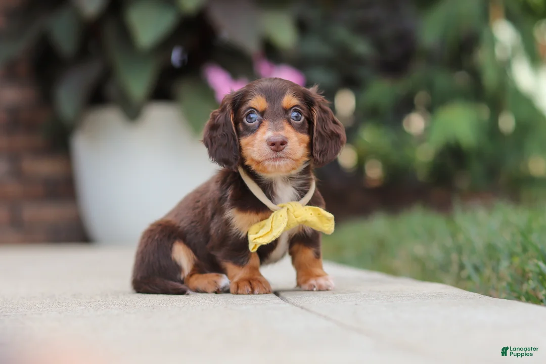 Miniature Dachshund dogs for sale: Grover - Ad 1