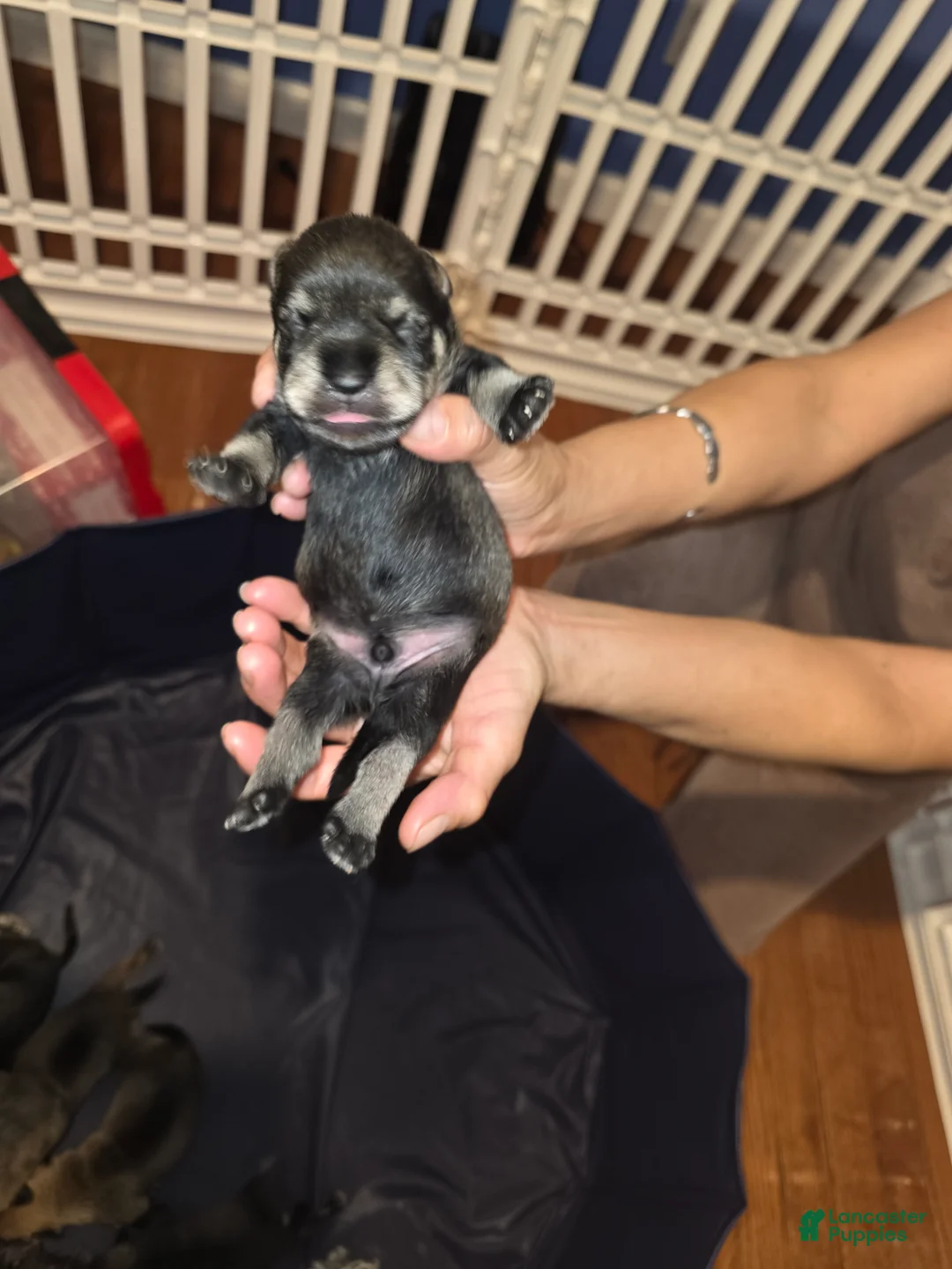 Miniature Schnauzer dogs for sale: Miniature Schnauzer Puppy 1 - Ad 1