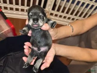 Miniature Schnauzer dogs for sale: Miniature Schnauzer Puppy 1 - Ad 4