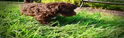 Havapoo dogs for sale: Cookie - Ad 10