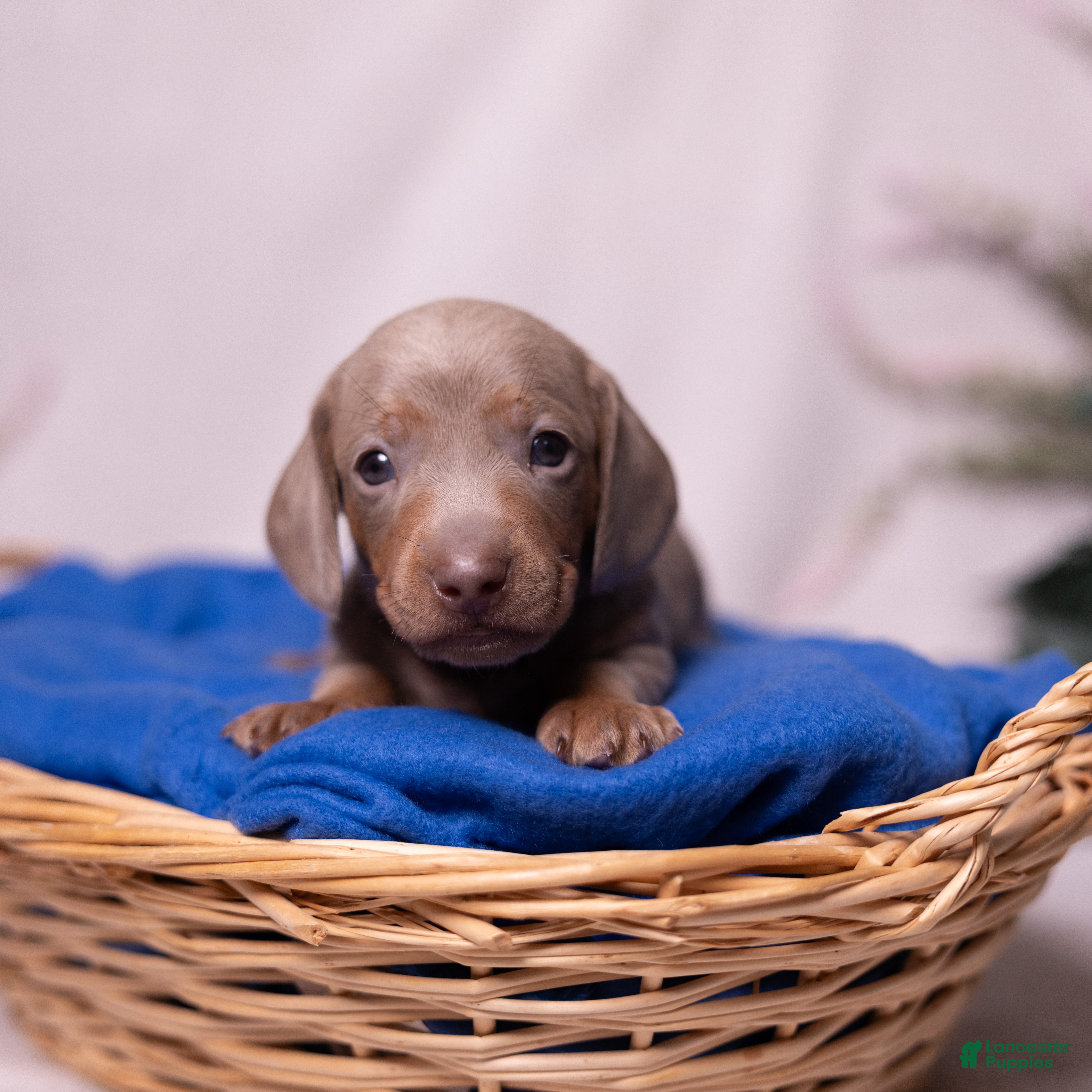 Miniature Dachshund dogs Rollo - Ad 1