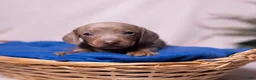 Miniature Dachshund dogs for sale: Rollo - Ad 1