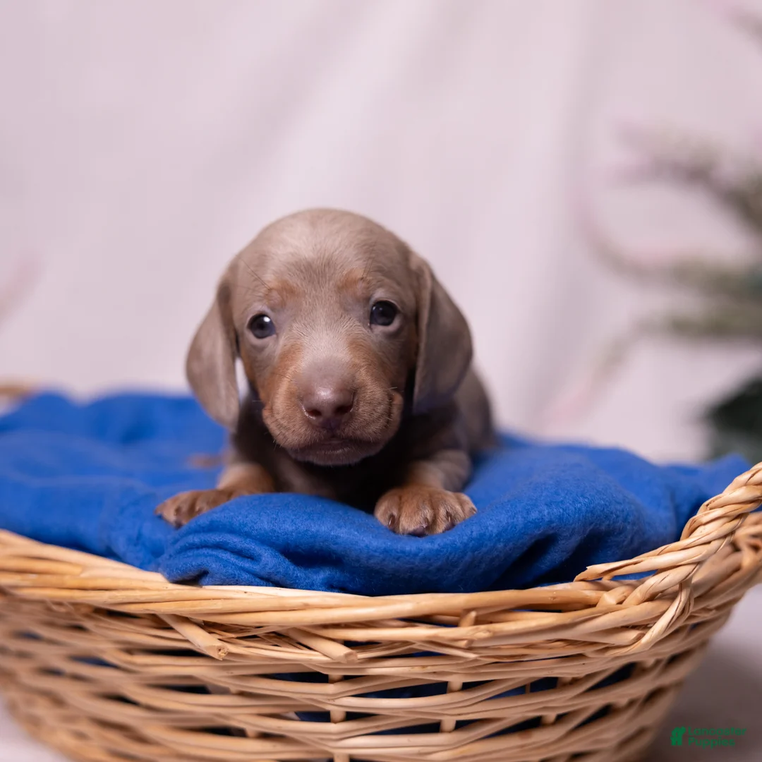Miniature Dachshund dogs for sale: Rollo - Ad 1