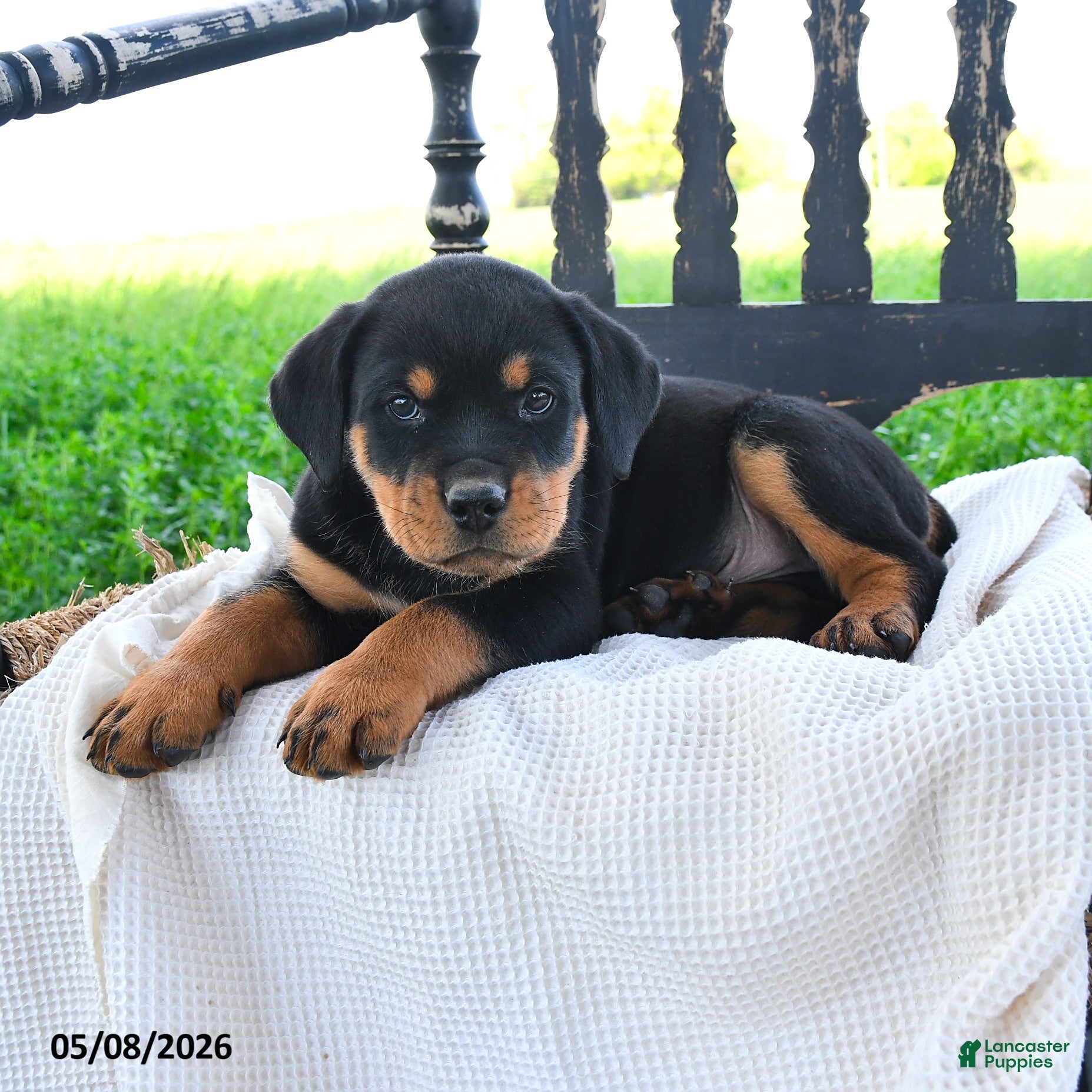 Rottweiler dogs Royce - Ad 2