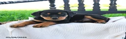 Rottweiler dogs for sale: Royce - Ad 2