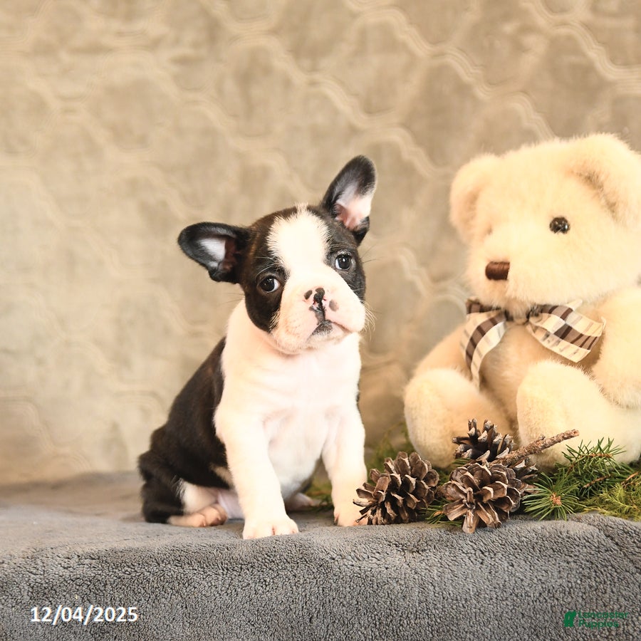 Boston Terrier dogs Noel - Ad 16