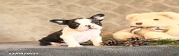 Boston Terrier dogs for sale: Noel - Ad 1
