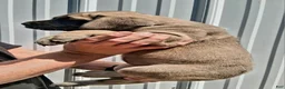 English Mastiff dogs for sale: Tina the GREAT - Ad 4