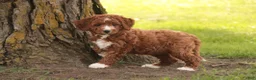 Cavapoo dogs for sale: Rory Cavapoo  - Ad 7