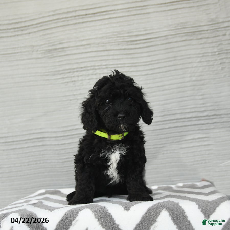 Shihpoo dogs Bandit - Ad 2