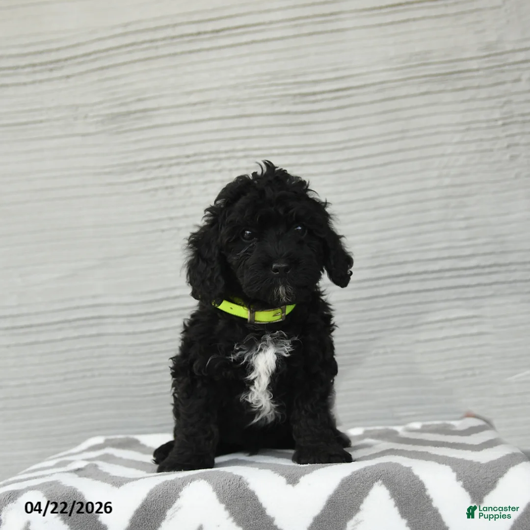 Shihpoo dogs for sale: Bandit - Ad 2
