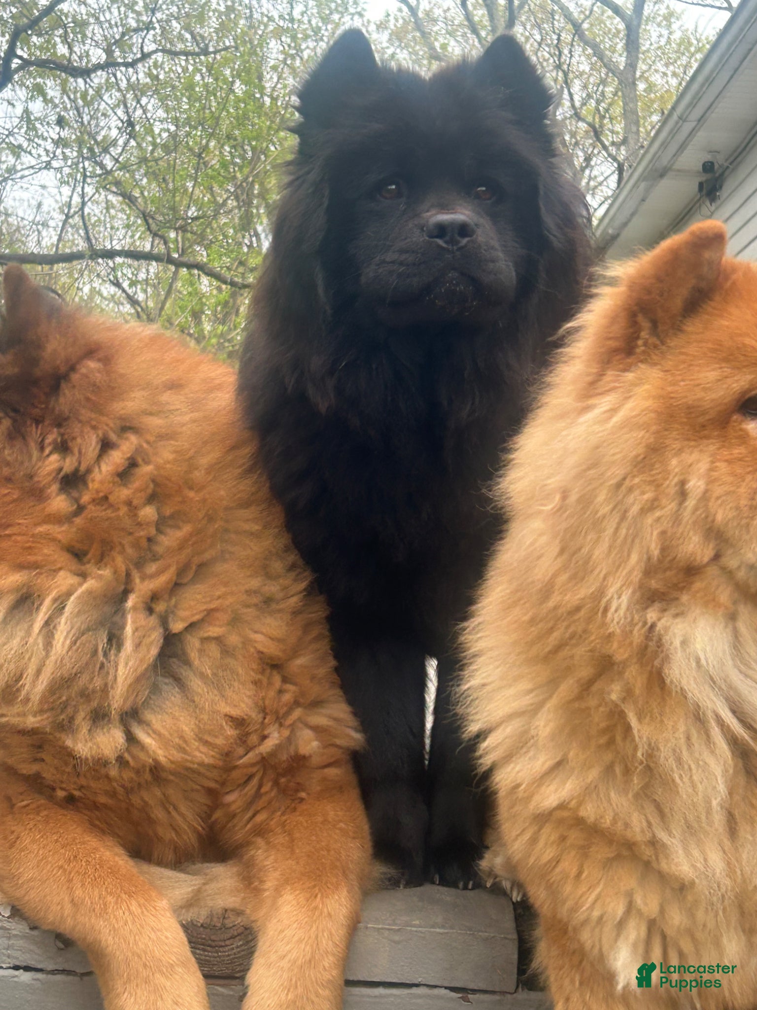 Chow Chow dogs for sale: Chow Chow Puppy 3 - Ad 3