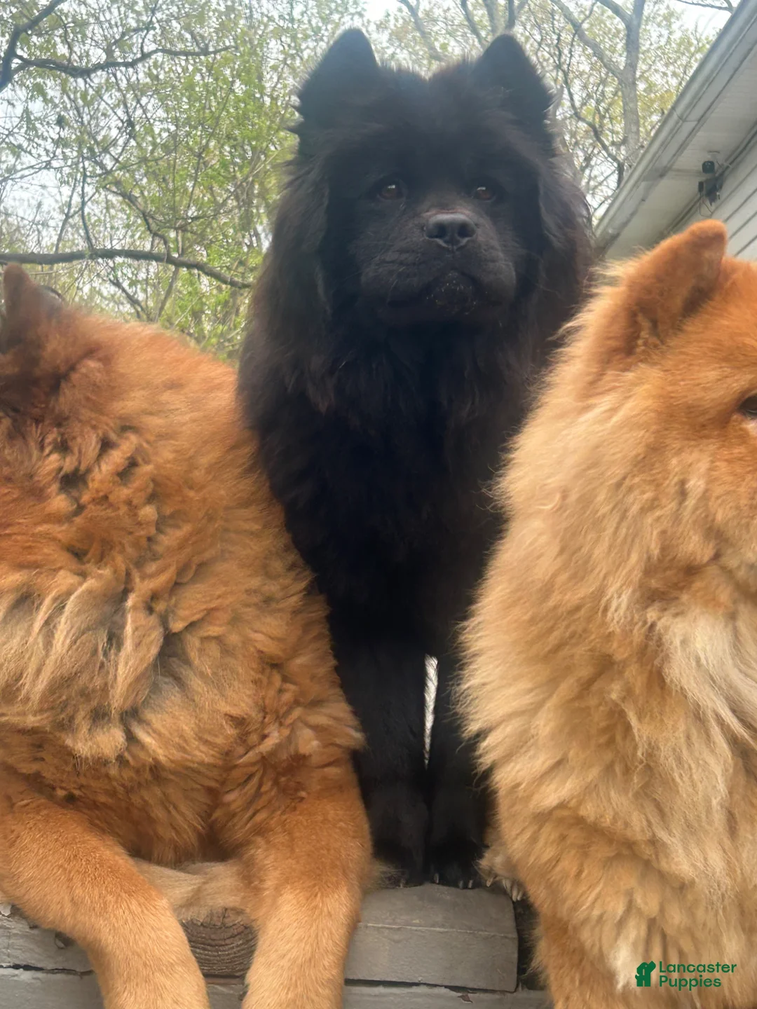 Chow Chow dogs for sale: #3 Ready for his new home 07/21/2026 - Ad 2