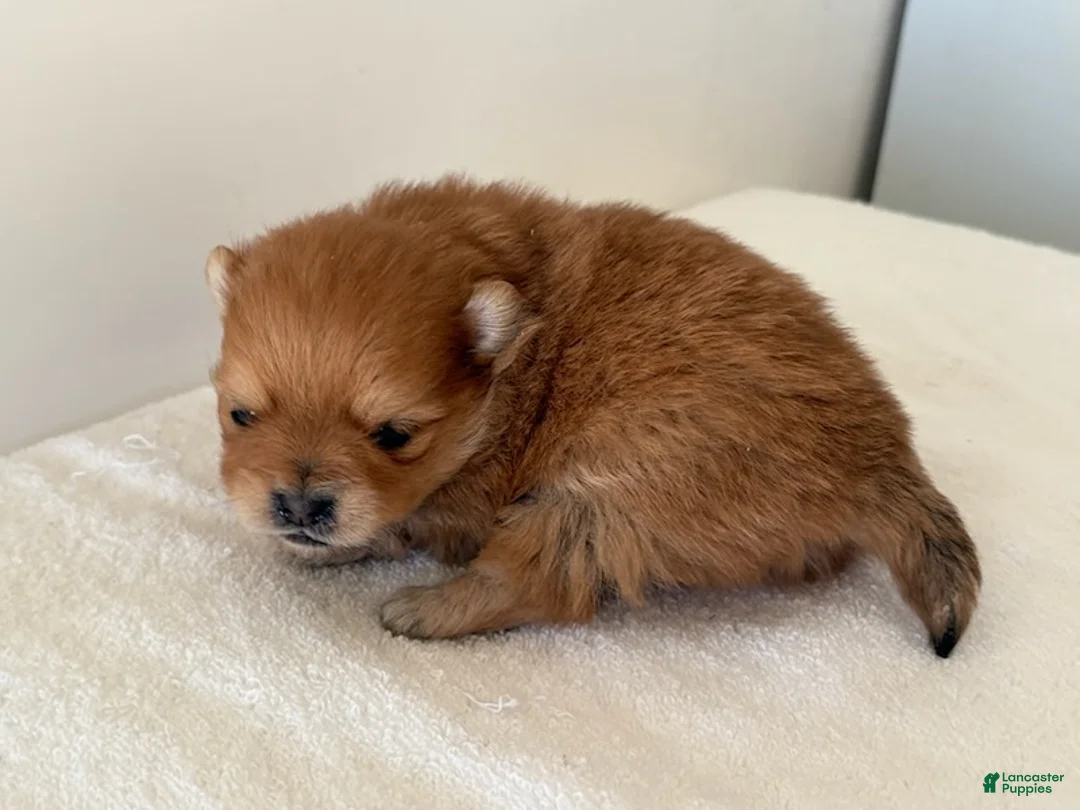 Pomeranian dogs for sale: Cassie - Ad 6