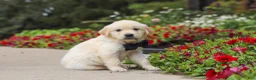 Golden Retriever dogs for sale: Burnell - Ad 10