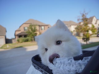 Alaskan Malamute dogs Nan Nan - Ad 9