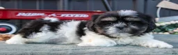 Shih Tzu dogs for sale: Mister - Ad 1