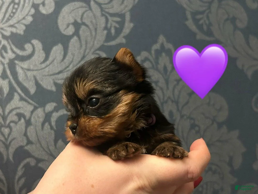 Yorkshire Terrier dogs for sale: Sara - Ad 11